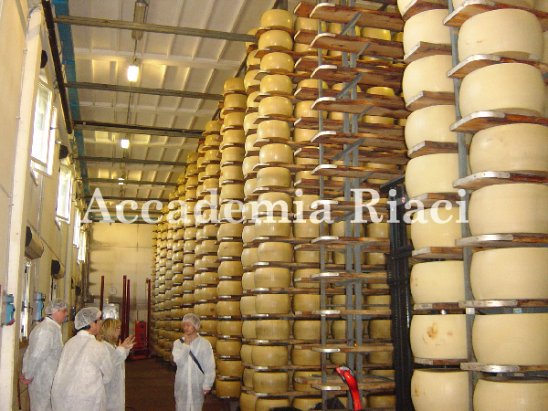 CHEESE PRODUCTION FACTORY!