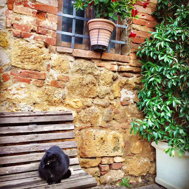 はせくらみゆきさん、イタリア留学、イタリア絵画留学、フィレンツェの家と猫